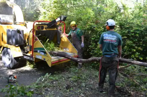 tree services San Diego Country Estates